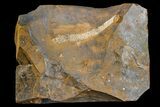 Paleocene Fossil Flower Stamen (Palaeocarpinus) - North Dakota #165078-1